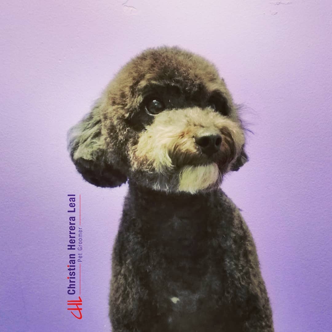 curso peluqueria canina inicial virtual online asiatico